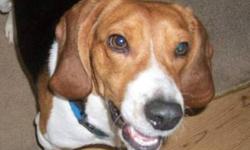 Beagle - Braden - Medium - Adult - Male - Dog
Braden is my name and I am all beagle. I need a fenced-in back yard or a dog run because I love to put my nose to ground and follow it. I know I wouldn't stay home, there are too many smells out here for me to
