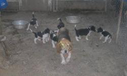I have 9 beagle brittany mix puppies for sale both males and females to choose from. You can reach me at any time at 585-406-8932. Thank you