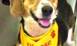 Beagle - Bubba - Medium - Young - Male - Dog
CHARACTERISTICS:
Breed: Beagle
Size: Medium
Petfinder ID: 23767785
ADDITIONAL INFO:
Pet has been spayed/neutered
CONTACT:
Herkimer County Humane Society | Mohawk, NY | 315-866-3255
For additional information,
