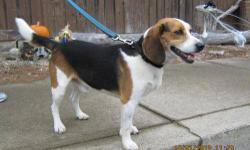 Beagle - Buddy - Medium - Adult - Male - Dog
Buddy is a sweet boy, he is a year or two old. He loves exploring and long walks.
CHARACTERISTICS:
Breed: Beagle
Size: Medium
Petfinder ID: 24289175
ADDITIONAL INFO:
Pet has been spayed/neutered
CONTACT:
Oswego