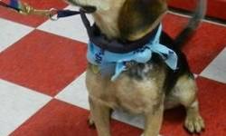 Beagle - Buddy - Medium - Young - Male - Dog
Meet Buddy a one year old beagle mix who loves to cuddle. Buddy has been to a few adoption events with us now and is a great boy. He behaves very well out in public and is actually fairly quiet. As he is still