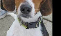 Beagle - Buddy - Medium - Young - Male - Dog
(No. 811) I'm called Buddy. I'm an altered male beagle about 1 year old. I'm tri-colored (black, white and brown). I have a large white flag on my wagging tail and white socks on my legs. I'd like a quiet home