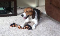 Beagle - Buddy - Medium - Young - Male - Dog
Buddy is a Beagle mix that is about 2 years old. He is a sweet dog who loves his humans. He loves to cuddle up with his human or just lay at their feet. He also loves to go for walks and enjoys playing with