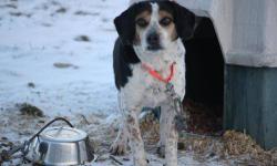 Beagle - Cash - Medium - Adult - Male - Dog
CASH BEAGLE MIX TRI COLOR ARRIVED 01/08/13 SIX-YEARS-OLD @ 24 LBS MALE Cash is a great dog that was found running at large in the town of Peru, New York. He is really sweet and only wants to play and get his