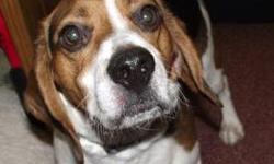 Beagle - Colonel - Medium - Adult - Male - Dog
Colonel, our friendly Beagle boy, was brought to us by the Town of Saranac Dog Control Officer when he was found running loose in November 2012. We never received a call or report from anyone claiming they