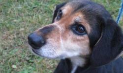 Beagle - Dixie - Medium - Adult - Female - Dog
Dixie is a 7 year old female Beagle mix. This little girl should not adopt to a home with young children. She is friendly, but we feel she could be nippy if children are excited around her. Housebroken.
Dixie