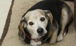 Beagle - Dolly - Medium - Senior - Male - Dog
DOLLY BEAGLE MIX TRI COLOR ARRIVED 12/07/12 @ 31 LBS FEMALE @ TEN-YEARS-OLD Dolly is a great dog that has lived with an outstanding family her whole life. Their family tearfully surrendered Dolly and her