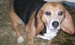Beagle - Ed - Small - Adult - Male - Dog
CHARACTERISTICS:
Breed: Beagle
Size: Small
Petfinder ID: 24464681
ADDITIONAL INFO:
Pet has been spayed/neutered
CONTACT:
North Country Animal Shelter | Malone, NY | 518-483-8079
For additional information, reply to