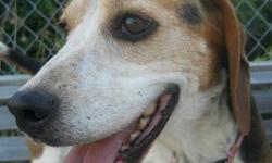Beagle - Ella - Medium - Adult - Female - Dog
ELLA is a female tri color beagle, 6 year old and ~35 pounds. She enjoys being outside in the sunshine, however would also love laying on her blanket next to your feet!
ELLA will be spayed before leaving the