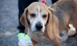 Beagle - Ethel - Medium - Senior - Female - Dog
Ethel is a sweet 8 year old Beagle/mix, who was brought to the shelter because her owner could no longer care for her. At 36 pounds she is a good sized girl on a sturdy low slung frame. She's still an