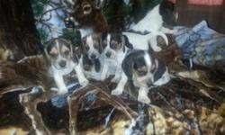 Beagle female purebred born November 21 great family, hunting small size