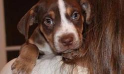 Beagle - Finn - Medium - Baby - Male - Dog
Finn,with his lovely, rich, chocolate brown coat is the cutest little 9 1/2 week old Beagle/Irish Setter mix with the most gorgeous blue eyes that convey all of his warmth and love. Raised in a foster home with