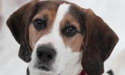 Beagle - Fred Jackson - Medium - Adult - Male - Dog
Fred Jackson is a Beagle mix who was brought to Lollypop Farm because his owner could no longer care for him. He is in a big hurry to get anywhere, has a nose for treats, and is an unabashed adorable