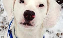 Beagle - Frosty - Medium - Young - Male - Dog
How can you resist adopting adorable Frosty?! He's an incredibly sweet, exuberant beagle mix who came to us after his previous owners were unable to care for him. His previous owner reports that he is already
