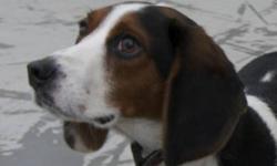 Beagle - Higgins - Small - Adult - Male - Dog
Higgins is a small rather shy Beagle, has nice manners likes to cuddle..is ready run jump or just sleep in front of the wood stove!
CHARACTERISTICS:
Breed: Beagle
Size: Small
Petfinder ID: 24933575
ADDITIONAL