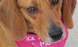 Beagle - Jill - Medium - Adult - Female - Dog
(No. 712) My name is Jill and I'm at the shelter with my pal, Jack. I'm an adult spayed female beagle with black, tan and white coloring. I have big soft ears and love to be petted. I'm am just a super sweet