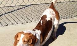 Beagle - Juke - Medium - Adult - Female - Dog
Juke came in with her sister Shakey. Juke seems to be the dominant of the two. She does know shake. She pulls very hard on the leash. She seems hyper, & not really interested in anything but her sister. No