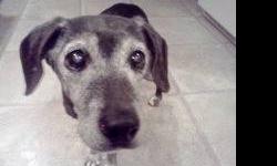 Beagle - Lola - Small - Senior - Female - Dog
Hi, everyone! My name is Lola, and I'm a very sweet, gentle, loving, and adorable, 18-pound black-and-gray Beagle mix! I have a super cute beagle face (or so people keep telling me!) and a body that resembles