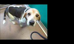 Beagle - Mattie - Medium - Adult - Female - Dog
Mattie was surrendered to ARF when her owners were unexpectedly admitted into an assisted living facility. She LOVES kids and she's very sweet, mild mannered, and gentle. Please come visit, she would love to