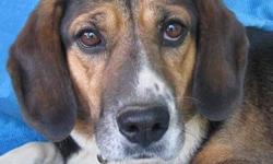 Beagle - Molly Medbury - Large - Adult - Female - Dog
I'm Not A Trampoline!
Molly Medbury was born January 29, 2008 and weighs in the range of 65 lbs. She looks like an overgrown Beagle so we chose Lab as a second breed just to halp with her size range,