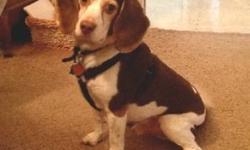Beagle - Otis - Small - Adult - Male - Dog
Otis is a 7 year old Beagle. He is housebroken, crate trained, and walks well on a leash.
Great with adults, kids, dogs, cats and doesn't seem too interested in cats.
He bonds quickly and his favorite place is