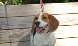 Beagle - Pinata - Small - Young - Female - Dog
pinata is your typical beagle. she is mostly nose and then she's off. she is good with people and affectionate.
CHARACTERISTICS:
Breed: Beagle
Size: Small
Petfinder ID: 24281959
ADDITIONAL INFO:
Pet has been