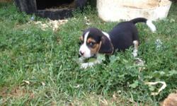 Family raised beagle male puppies 10 inch. Parents on premises great family, companion, hunting