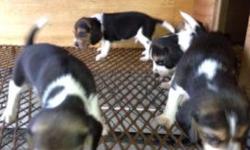 Beagle puppies for sale 3 females and 1 male call for more information tel:1-917-710-0878 there 3 weeks old they will be ready to go soon DO NOT EMAIL CALL ONLY
This ad was posted with the eBay Classifieds mobile app.