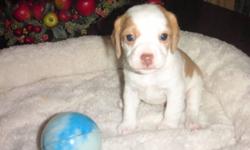 8 weeks beagle puppies, first shots done and ready to a forever home. tri-color (white brown black) very cute and alert. Txt for pic 5854698136.