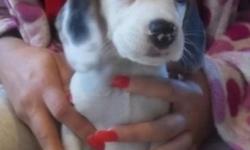 Female beagle puppies. They will be ready in 2 week. Put deposits down now if you want to save one. They are being paper trained and crate trained .