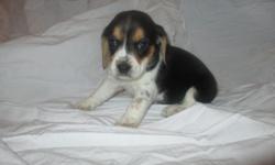 I have been breading beagles for 20 years on a farm in Campbell Hall, NY. Any questions please call me at 845-590-5726. Do not e-mail.Tri-color 13 inch beagle.