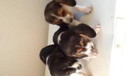 We have a litter of beagle pups. 5 males and 3 females. Ready mid October with first shots. We own mom and dad. I will add pictures soon. If interested you can call 315-955-0758