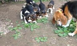 Hello, i have a litter of tri-colored beagle puppies available, they are de- wormed and have their first shots, the parents are on premises. AKC papers for puppies are available. I can be contacted at 585-406-8932 or 585-645-8706, my email address is