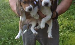 hello, i have 2 beagle puppies left. They where in a litter of 7 and are the last 2. They have AKC papers, shots, and are dewormed. Both parents are on premises please contact me at (585) 406-8932 thank you