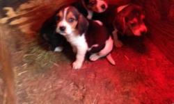 Hello, i have 2 litters of beagle puppies that are available for deposit. the litter with 3 puppies is 6 weeks old and will be ready to take home in 2 weeks, and the litter with 7 is 5 weeks old and will be ready in 3 weeks. there are boys and girls in