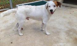 Beagle - Quizno - Adopted! - Medium - Adult - Male - Dog
Quizno is a sweet boy who was rescued by our team at Pets Alive Puerto Rico. He is approximately 2 yrs old and weighs about 25 lbs. Will you be his FUR-ever home? Come meet Quizno and fall in love.