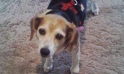 Beagle - Schautzee - Medium - Adult - Female - Dog
Schautzee is German for Sweety. She is estimated to be 5 or 6 years old. She LOVES attention! She is super with all animals, things and people. Keep the tissues away, she enjoys shredding them. We are