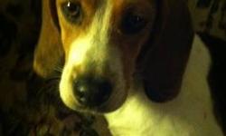 Beagle - Sheila - Small - Baby - Female - Dog
Sheila is a sweet beagle pup who is ready to find a forever home, she is so cute and currently in foster care. She is a small tricolor beagle about 6 months old, current on vaccines and will be spayed prior to