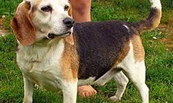 Beagle - Simon - Medium - Senior - Male - Dog
Simon is a 9 year old beagle looking for a retirement home. He is a very easy going beagle that is very quiet and obedient. Si justs wants a companion, someone to watch TV with, go for little walks and play