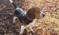 Beagle - Stuckie - Small - Adult - Male - Dog
Stuckie is a wonderfully friendly beagle looking for his forever home. He is happy and playful, likes to dance and generally have fun. he gets along with cats, other dogs and children. Stuckie is a sweet guy
