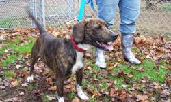 Beagle - Tigger - Medium - Adult - Male - Dog
Tigger is a young Beagle mix looking for a loving family! This young guy has lots of playful energy and gets along with along with other dogs. He has spent the first part of his life chained to a dog house and