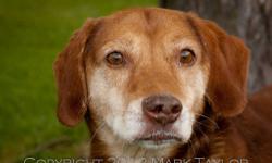 Beagle - Tobi - Medium - Adult - Male - Dog
Tobi is a beagle/hound mix, not very large and about 7-8 years old. Tobi is such a sweet quiet little guy, who loves to play with his toys and cuddle in his bed. He would do best in a home where he is the only