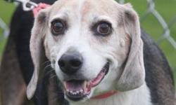 Beagle - Toby - Medium - Senior - Male - Dog
Do not be deceived by the grey on the muzzle, Toby has lots of life in him. He is a 10 year old Beagle whose owner died. At 41 pounds he moves at a pace many younger dogs would be hard pressed to keep up with,