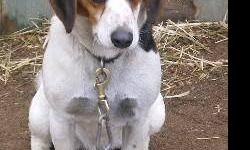 Beagle - Toby - Medium - Young - Male - Dog
THIS IS A COURTESY LISTING!!
Toby is a young boy seeking a new home - sooner rather than later. He is approximately 16 months old. Unfortunately his family doesn't have the time to spend with Toby so that he can