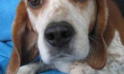 Beagle - Veruca - Medium - Adult - Female - Dog
I Was A Mill Dog!
Veruca was born about October 28, 2007 and weighs about 35 lbs. She is one cute little Beagle! Well, she will be cute once she looses a little weight. She has been released from a puppy