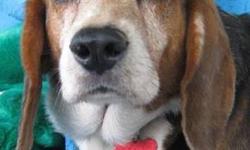 Beagle - Viera - Medium - Senior - Female - Dog
I Was A Mill Dog!
Viera was born about 2005 and weighs about 35 lbs. She is one cute little Beagle! Well, she will be cute once she looses a little weight. She has been released from a puppy mill and her