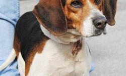 Beagle - Wilbur - Medium - Young - Male - Dog
3 yr old beagle given up because his elderly owner is ill and can t care for him any longer . He has a nice temperament and is housebroken and does not chew so does not need to be crated . He is good with