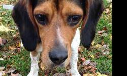Beagle - Woody - Medium - Young - Male - Dog
CHARACTERISTICS:
Breed: Beagle
Size: Medium
Petfinder ID: 24518490
ADDITIONAL INFO:
Pet has been spayed/neutered
CONTACT:
Rochester Animal Services | Rochester, NY | 585-428-7274
For additional information,