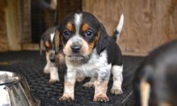 I HAVE (2) FEMALES AKC BEAGLES,BORN 3/19/13 HAD TWO SET OF SHOTS AND DEWORM TRI-COLORS AND BLUE TICK.GREAT FOR HUNTING OR HOUSE PET,LOOKING FOR A GOOD FOR MY BABIES