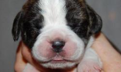 Beagle/boston terrier puppies born April 17 ready for new home June 12 will come with 1st shots and wormed
Brindle/white male sold
Brindle/white female sold
Brindle female
Brindle female